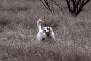 texas bird hunting