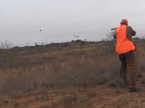 upland bird hunting