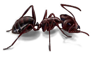 carpenter ant control